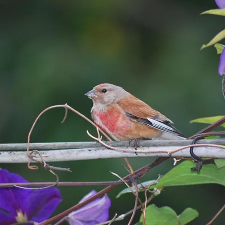 Stricker Harz Ferienhaus Walkenried