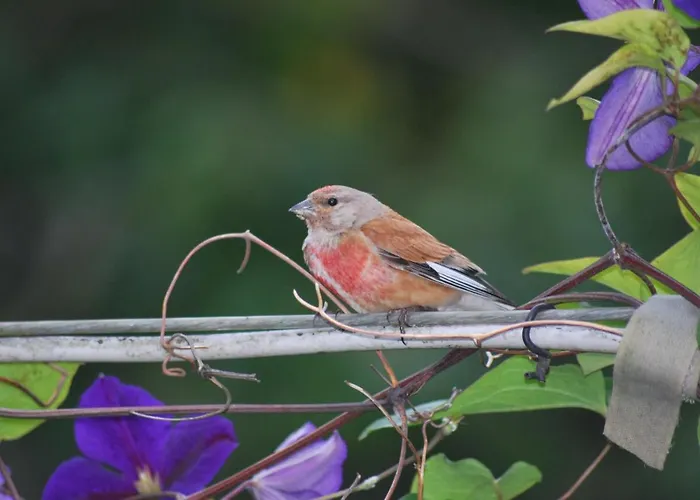 Stricker Harz Σπίτι διακοπών Walkenried